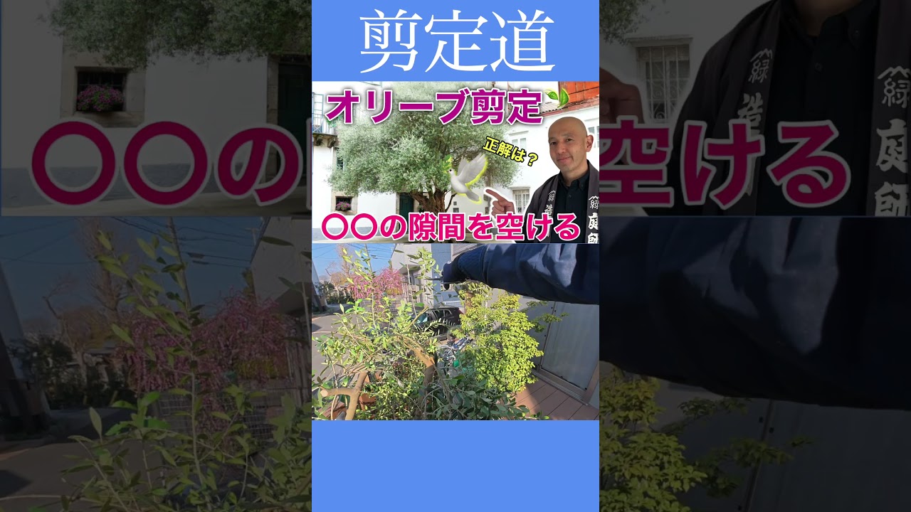 オリーブ剪定　おしゃれな庭を自分の手で整える　〇〇の隙間が正解！！ #剪定方法 #庭作業 #庭木の手入れ #オリーブ #おしゃれな庭 #初心者