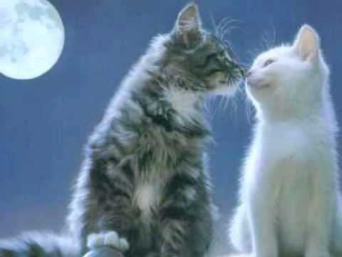 ZIZI POSSI canta A NOITE DO MEU BEM de DOLORES DURAN