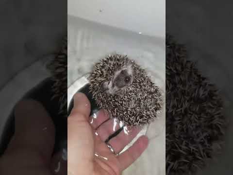, title : 'Hedgie Boo the Hedgehog's First Bath 🦔🛁 #hedgehog #hedgehoglife #cuteanimals'