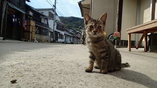 preview picture of video '真鍋島の猫 (Cats Manabe-jima island Kasaoka Okayama Japan)'
