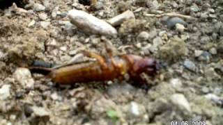 preview picture of video 'mole cricket hunt - kako ujeti bramorja'