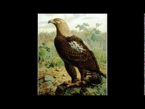 Ένας αητός-τσάμικο. - Γιάννης Κατέβας