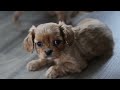 Cavalier King Charles Spaniel dogs for sale: Tommy - Video 1