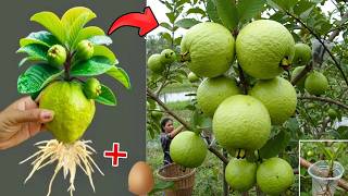 Guava Cuttings Are The BEST Way to Get FAST Growth