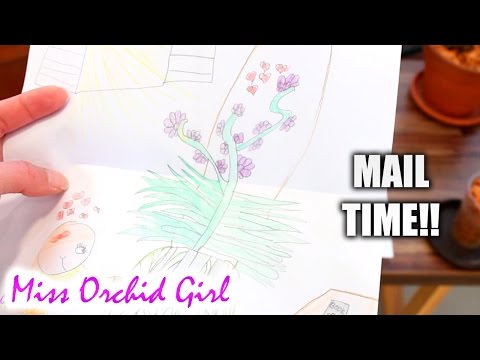 Mail time! - Orchids and letters from you!