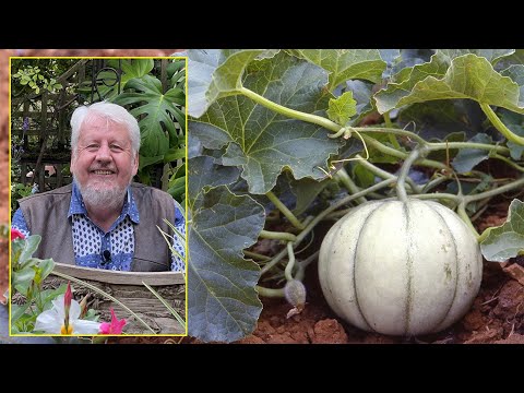 , title : 'MELON, TOUT SAVOIR SUR CE LÉGUME-FRUIT QUI AIME LA CHALEUR ET LE SOLEIL Le Quotidien du Jardin N°242'