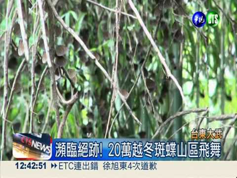瀕臨消失! 20萬隻斑蝶台東現蹤