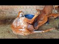Goat Milk Feeding To Calf Goat Milk Drinking New Interesting Video