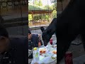 The Bear Cleared The Plate