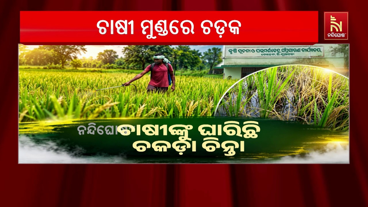 ଚାଷୀଙ୍କ ନିଦ ହଜାଇ ଦେଇଛି ଚକଡ଼ା ପୋକ