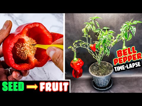 Growing Sweet Bell Pepper Plant From Seed To Fruit (118 Days Time Lapse)