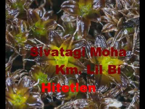 Sivatagi Moha km  Lil'Bí - Hitetlen