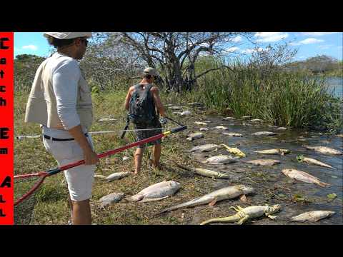 DEATH TOLL Continues from the EVERGLADES to PETS in the BACKYARD!