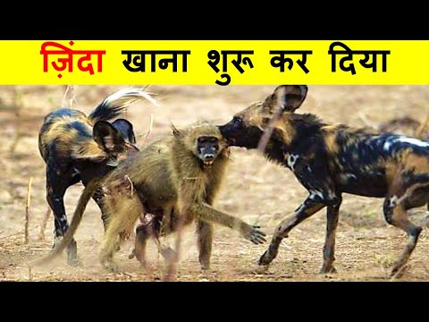 जंगली कुत्ते इतने खतरनाक क्यों होते हैं ? WHY WILD DOGS ARE SO DANGEROUS ?