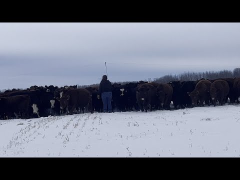 Cattle really graze in winter? They can in Canada! - Jackknife Creek Land And Cattle