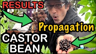 CASTER BEAN How to propagation start to finish from seed pods with RESULTS we harvest casterbean