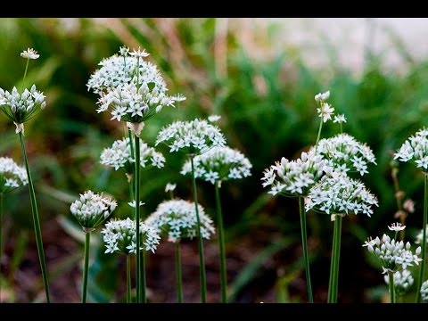 download lagu mp3 mp4 Garlic Chives, download lagu Garlic Chives gratis, unduh video klip Garlic Chives