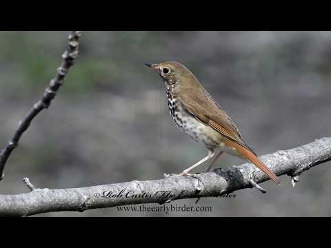 download lagu mp3 mp4 Catharus Guttatus, download lagu Catharus Guttatus gratis, unduh video klip Catharus Guttatus