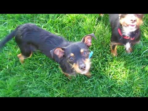 Marissa and Nina - Easy duo!, an adopted Miniature Schnauzer & Miniature Pinscher Mix in Pasadena, CA_image-1