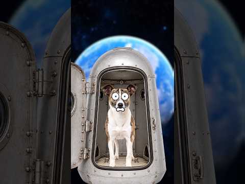 Wie viele Tiere starben im Weltraum‼️🚨#tiere #weltraum #shorts