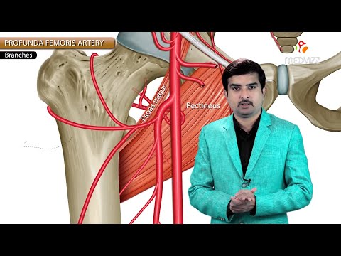 Profunda femoris Artery or Deep femoral artery or The Deep artery of the thigh  - Dr G Bhanu Prakash