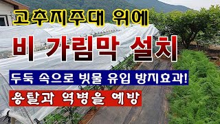 [텃밭농부 1,947]  고추지주대를 이용 한  비 가림막 설치 효과. #고추재배