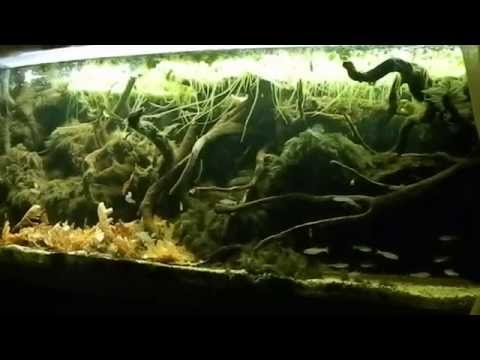 Acquario amazzonico di Emix