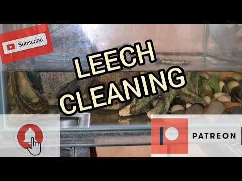 HIRUDO VERBANA - leech cleaning
