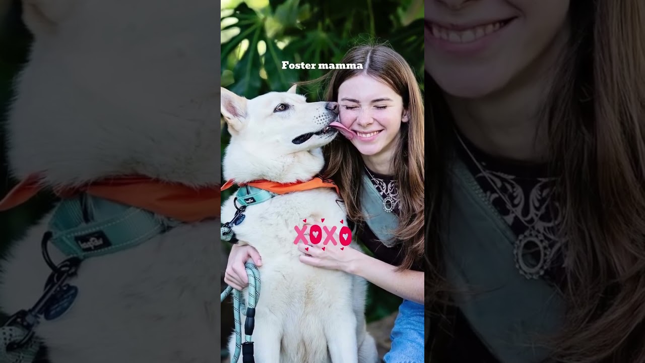 Enlarge Max, a ADOPTABLE mixed breed in Burbank, CA video 6/6