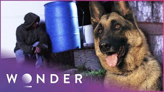 Police Dog Saves Owner From Armed Criminal | Pet Heroes S1 EP9 | Wonder