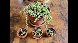 Variegated String of Pearls I Care and Propagation