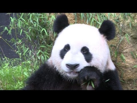 Dos pandas gigantes inician su nueva vida en Países Bajos