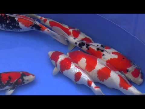 60th Nagaoka Koi Show 2013 - Pools 22 to 28