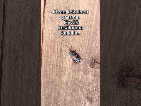 Aikamoinen Paarma, hyvää kesälomaa kaikille! #short #fyp #luonto #animals #nature.