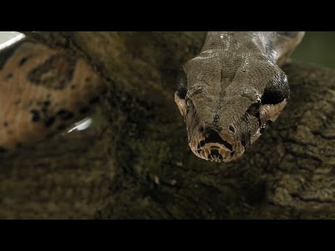 The Temptation and the Fall of Adam and Eve