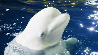 The Epic Beluga Whales Rescue (4K Documentary) gameplay video by alucas, 45:14 duration