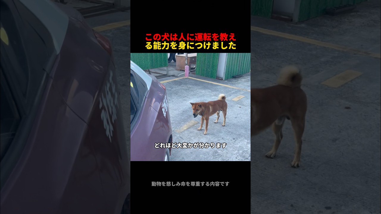 このワンちゃん、人間に運転を教えられるんです#cute #dogs #pets