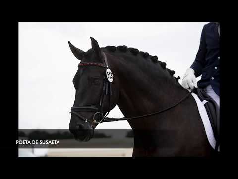 POETA DE SUSAETA - ANDALUSIAN STALLION - DRESSAGE HORSE