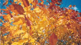 Une Feuille D'or Lyrics English Translation