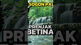 Download lagu masteran sogon prenjak betina virall,. mp3