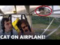 Cat Climbs on Airplane - LuxPlanes Cat Climbs on Airplane