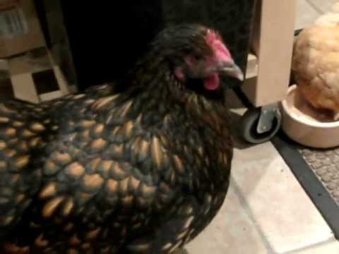 Newbie & the Hens Orpington pet hens ( terrific pets )