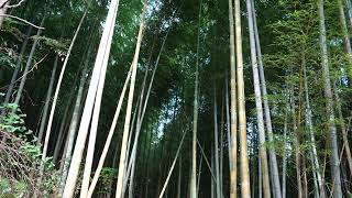 竹林／bamboo grove／m0011