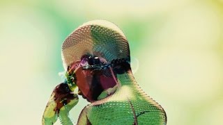 Motion Graphics - Lense (Official Video)