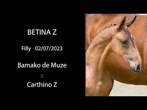 Betina Z (Bamako de Muze x Carthino Z)