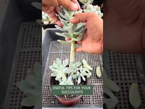 Succulent Care for Beginners: Easy Guide to Happy Plants!| 다육이 | 多肉植物