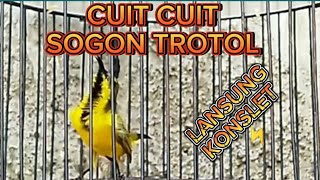 Download lagu BOHONG KALAU GAK NYAUT‼️SOGON TROTOL GACOR PENJEBOL EMOSI‼️COCOK UNTUK SOGON IJOAN mp3