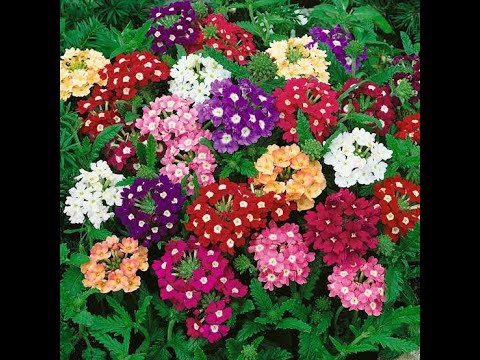 Eisenkraut: Anbau und Pflege