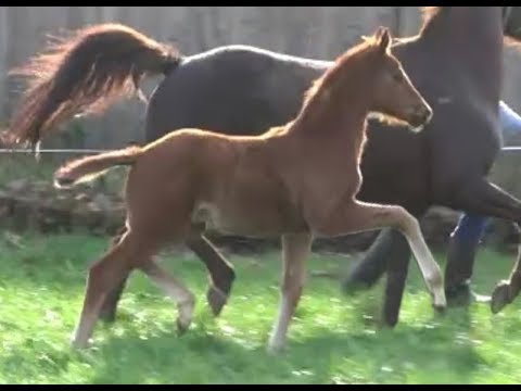 *2019 Hengst von Maracana - Wolkentanz I *SOLD*