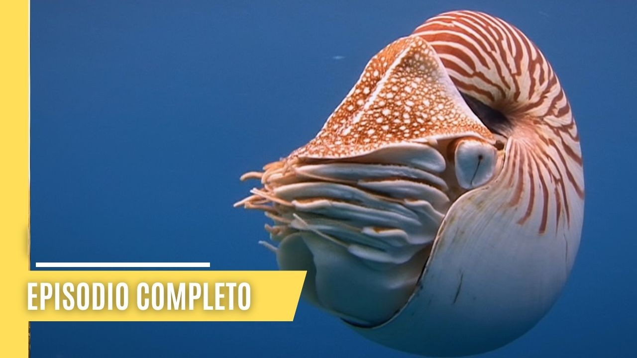 La fascinante vida de los cefalópodos: Pulpos, calamares, sepias y nautilos | Episodio Completo